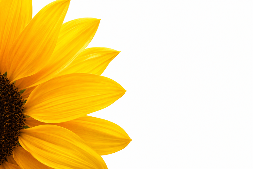 Sunflower petals
