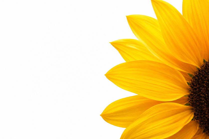 Sunflower petals